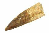 Fossil Spinosaurus Tooth - Real Dinosaur Tooth #346884-1